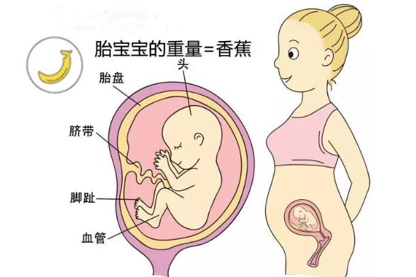 ����1~40�ܣ���֪��̥����ʲô�߹���ԭ�����Ǳ��������л��ɰ�