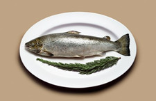 Ӫ רĽʳ