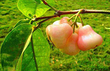 иƶѪʲôʳ ԹϹ׼û